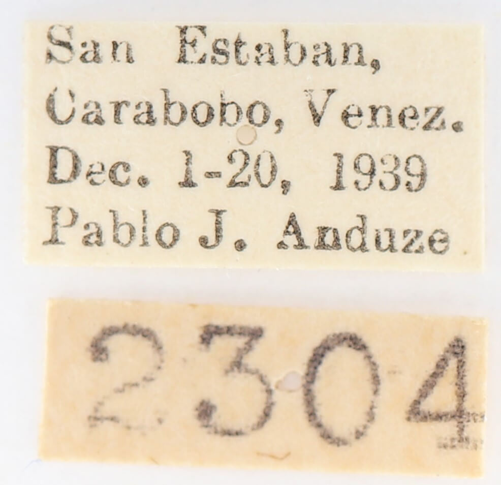 label view of adult Heterocampa nr. mullinsi