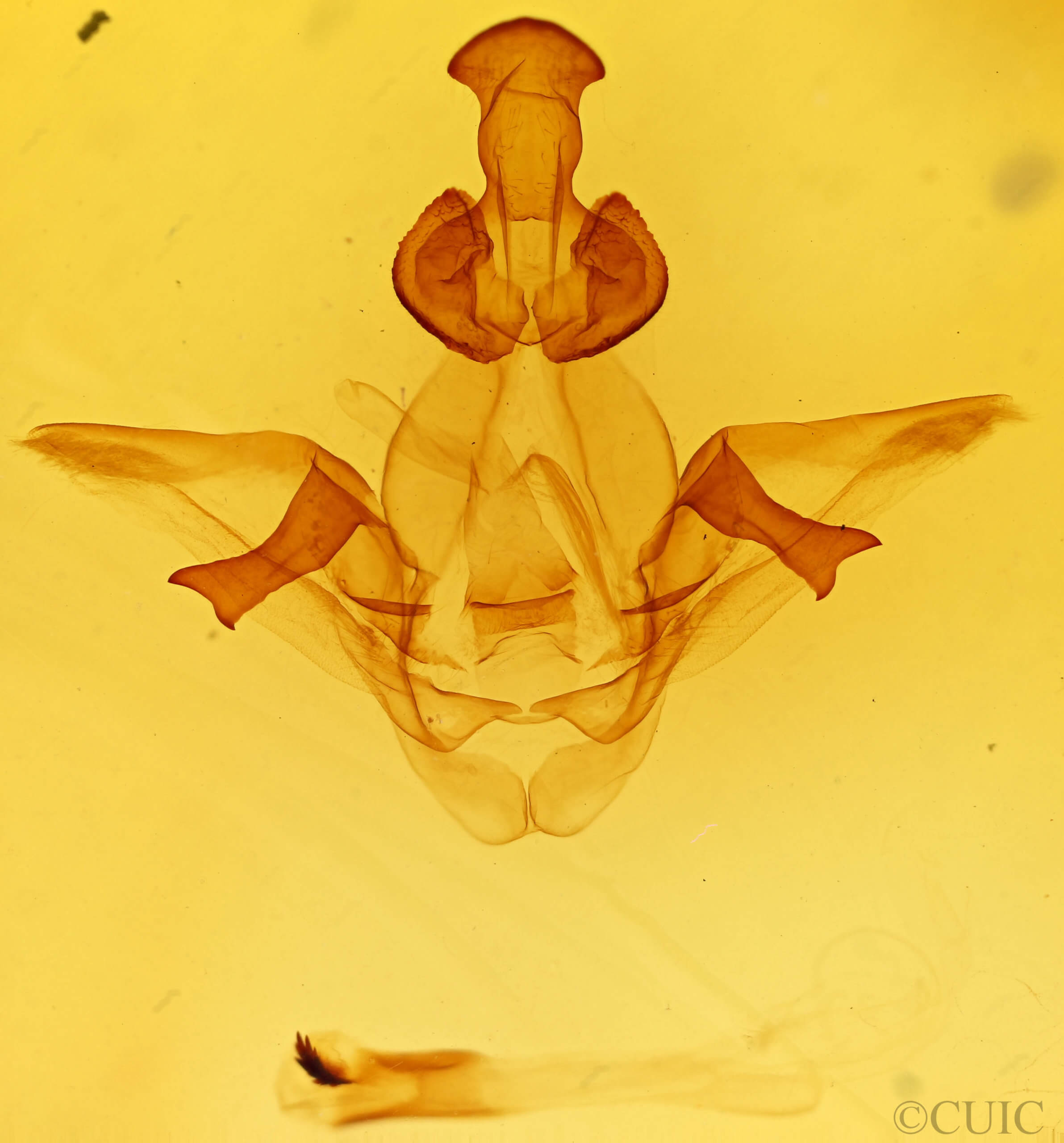 genitalia view of adult Heterocampa nr. mullinsi