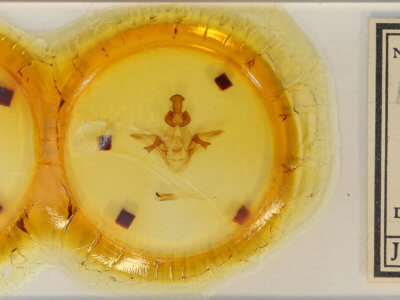 slide view of adult Heterocampa nr. mullinsi