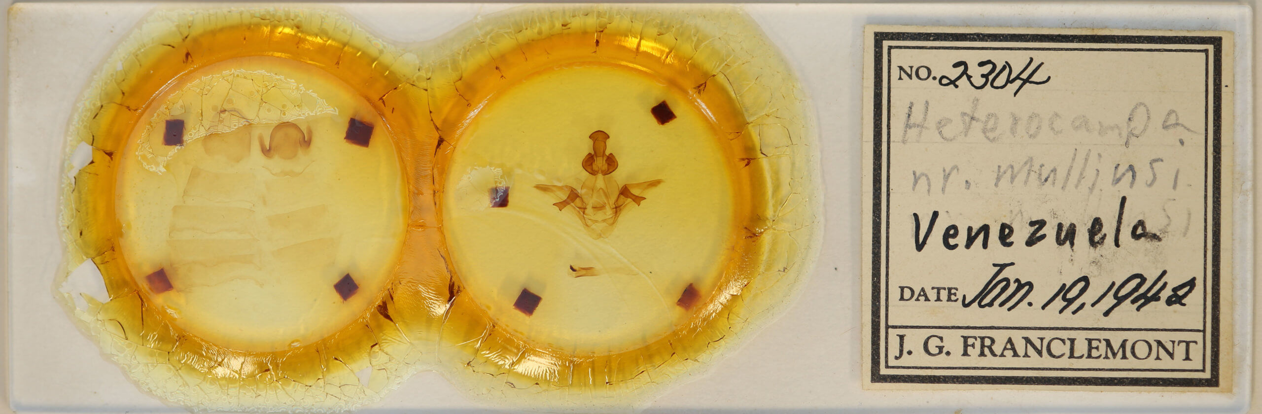 slide view of adult Heterocampa nr. mullinsi