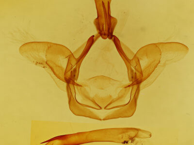 genitalia view of adult Heterocampa gelduba?