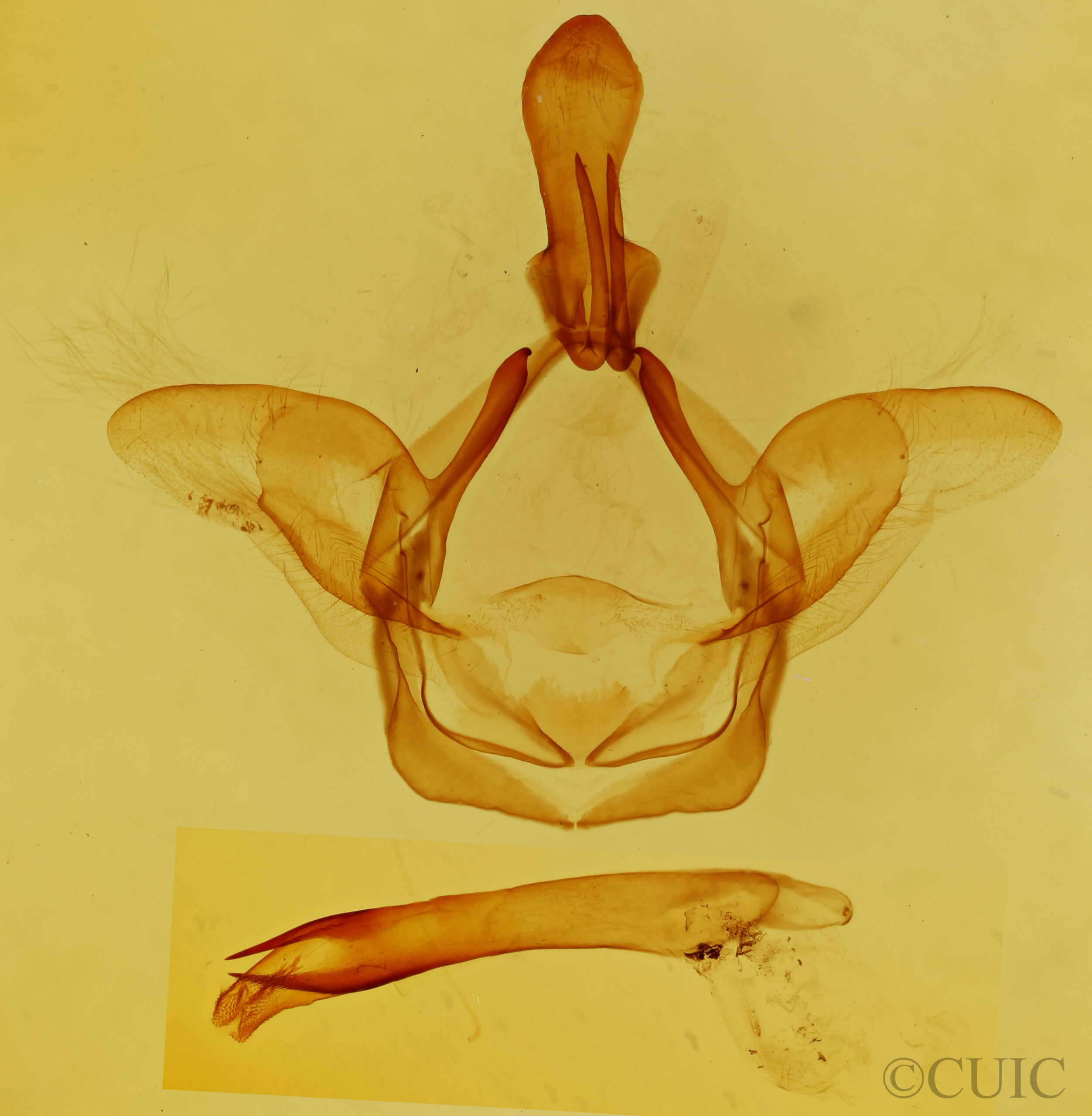genitalia view of adult Heterocampa gelduba?