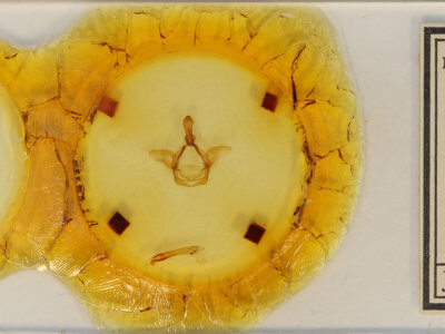 slide view of adult Heterocampa gelduba?