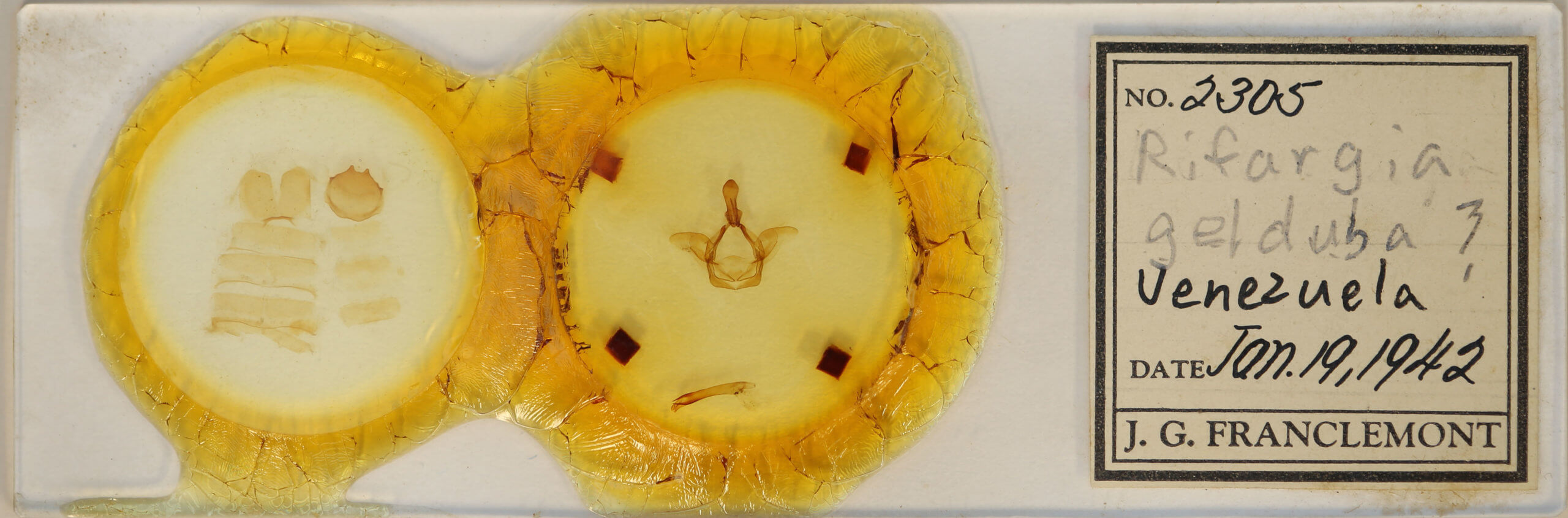 slide view of adult Heterocampa gelduba?