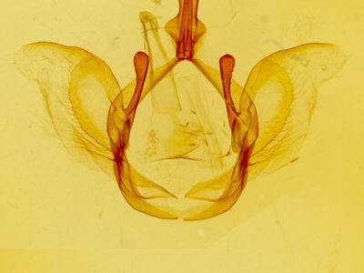 genitalia view of adult Disphragis mortis