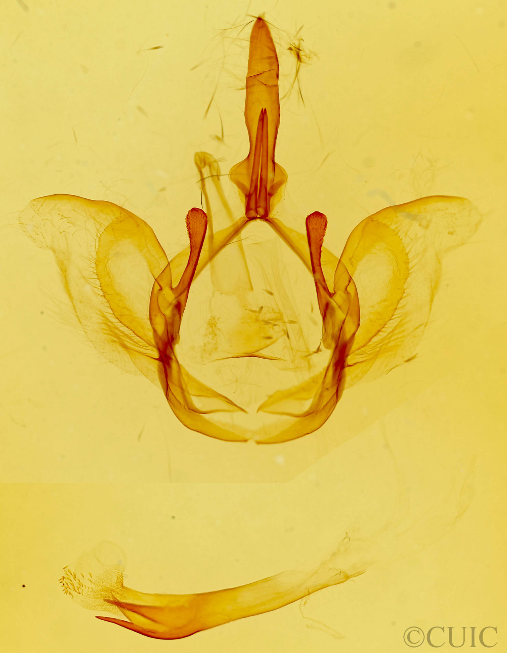 genitalia view of adult Disphragis mortis