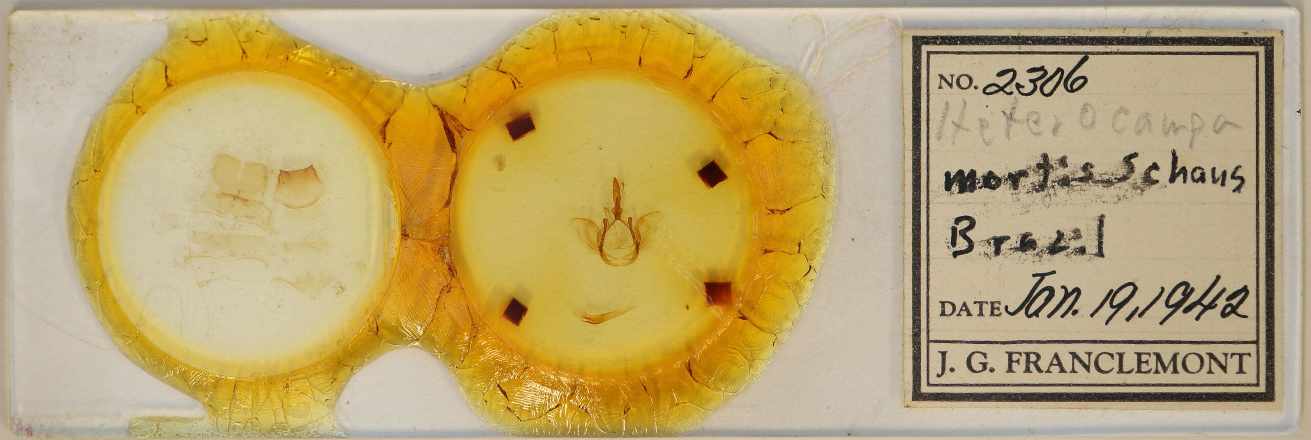 slide view of adult Disphragis mortis