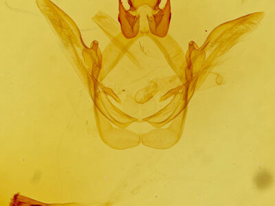 genitalia view of adult Heterocampa