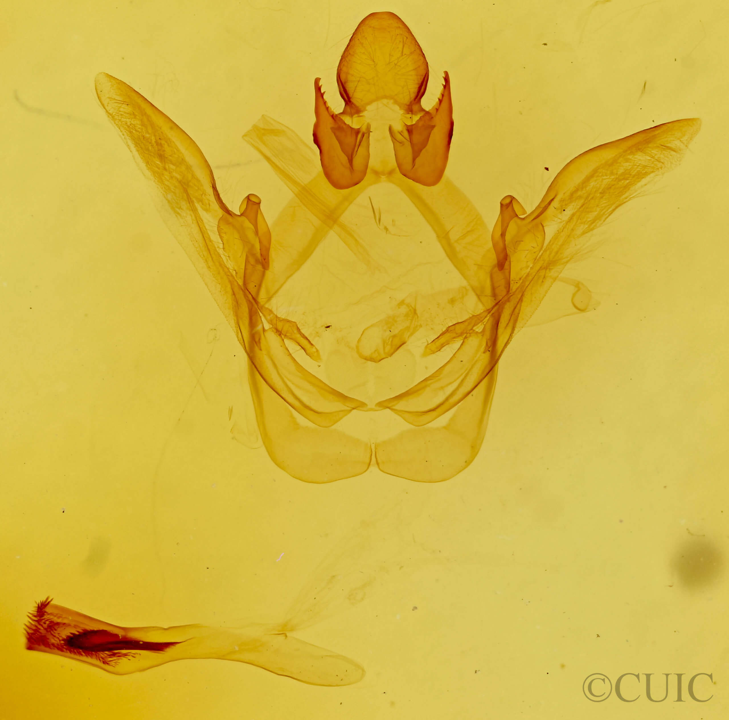 genitalia view of adult Heterocampa