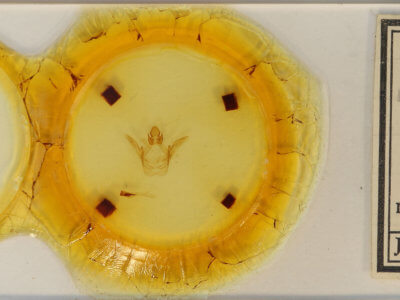 slide view of adult Heterocampa