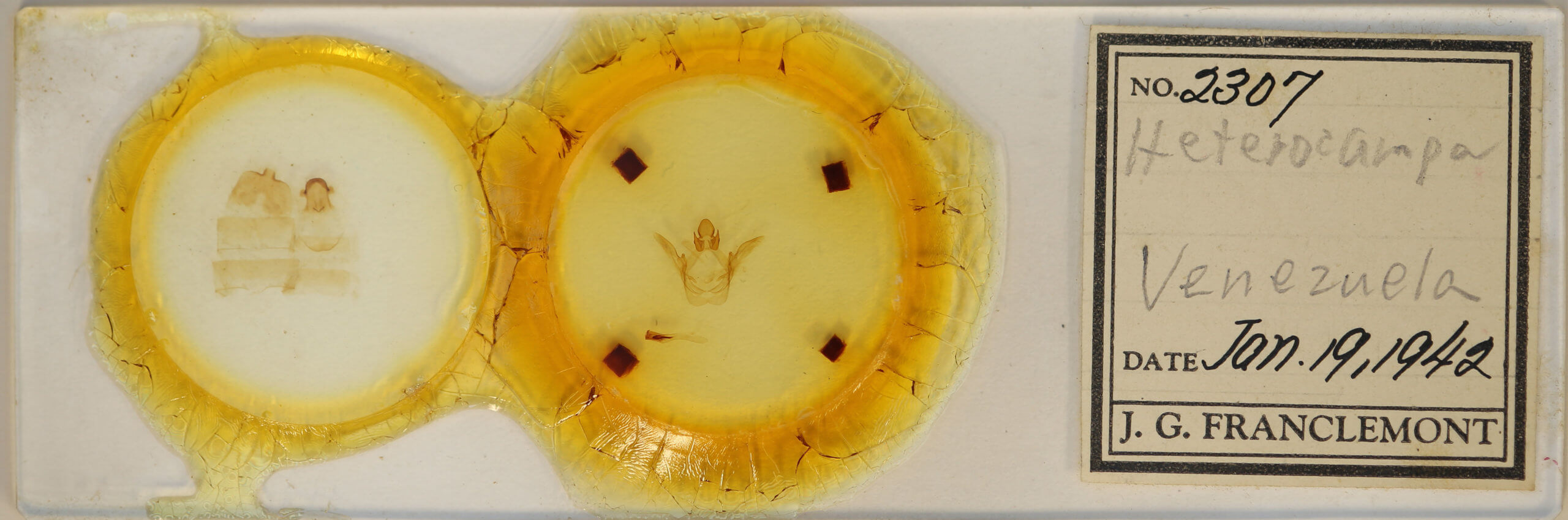 slide view of adult Heterocampa