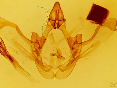 genitalia view of adult Disphragis aroensis