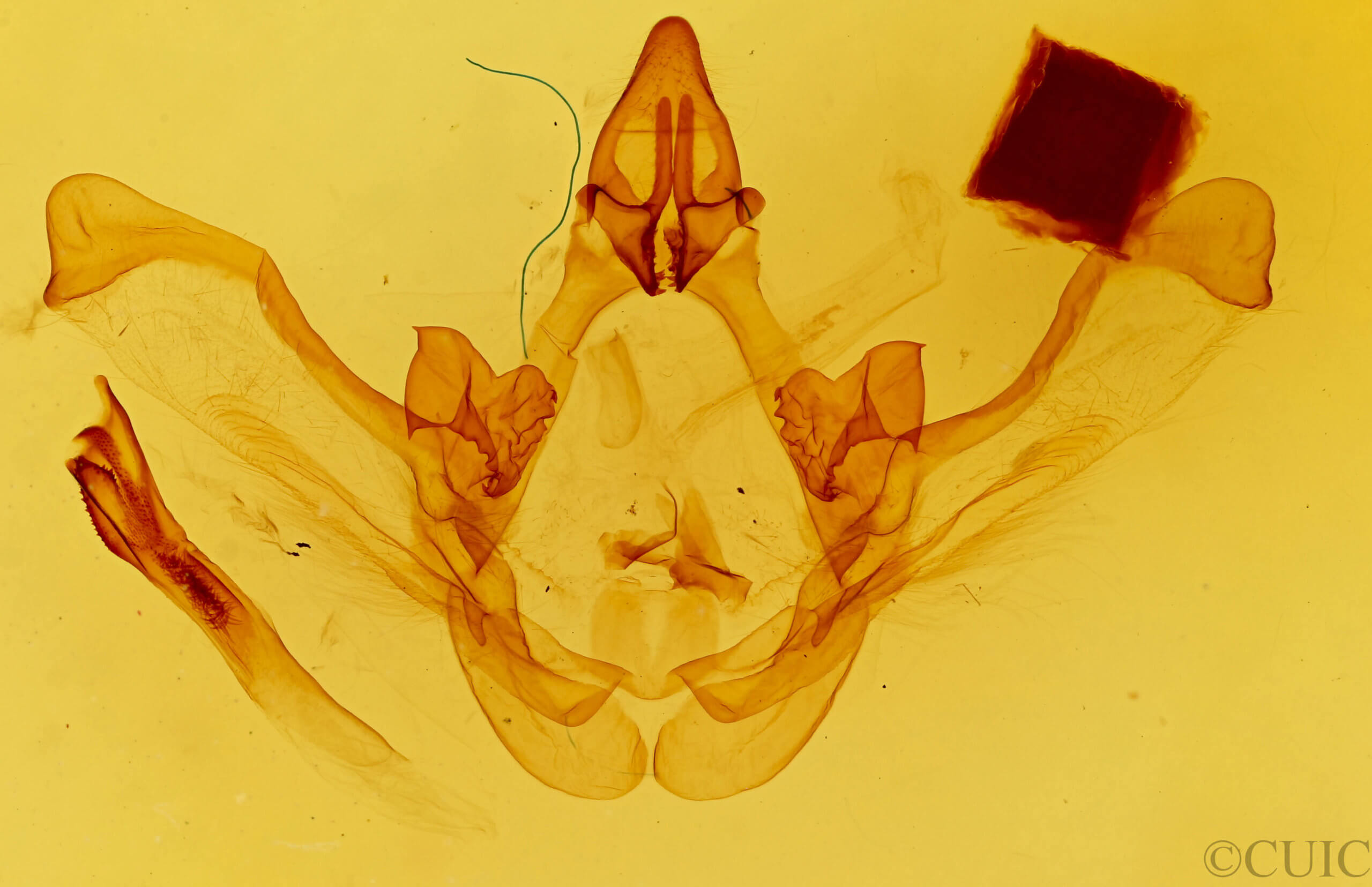 genitalia view of adult Disphragis aroensis