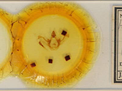 slide view of adult Disphragis aroensis