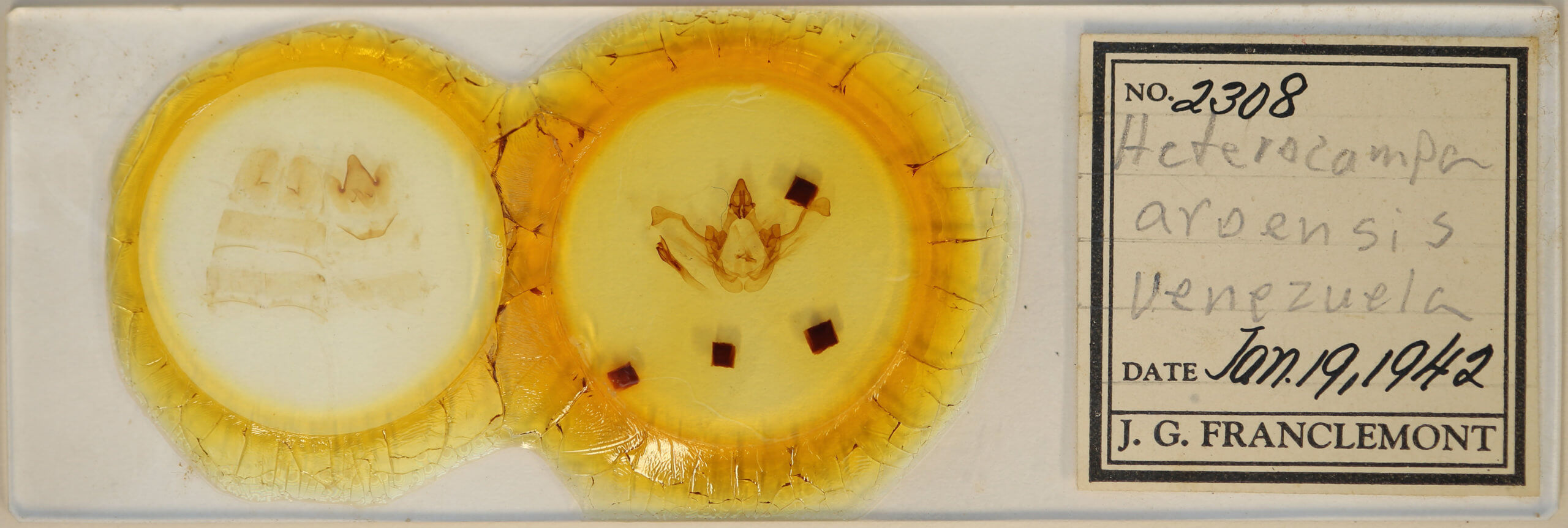 slide view of adult Disphragis aroensis