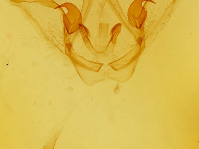 genitalia view of adult Disphragis surinamensis