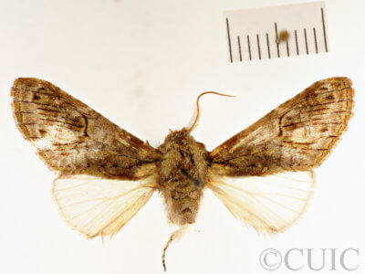 dorsal view of adult Disphragis surinamensis