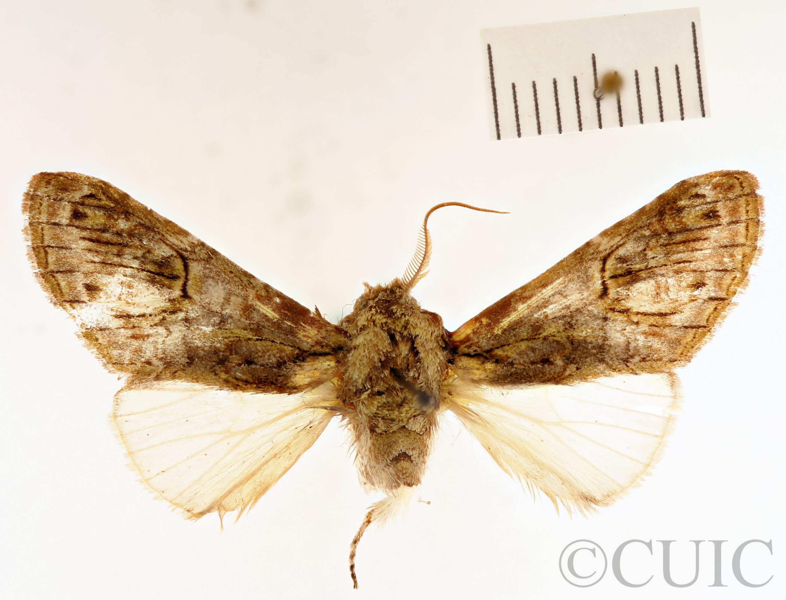 dorsal view of adult Disphragis surinamensis