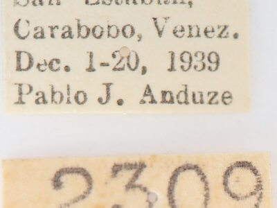 label view of adult Disphragis surinamensis