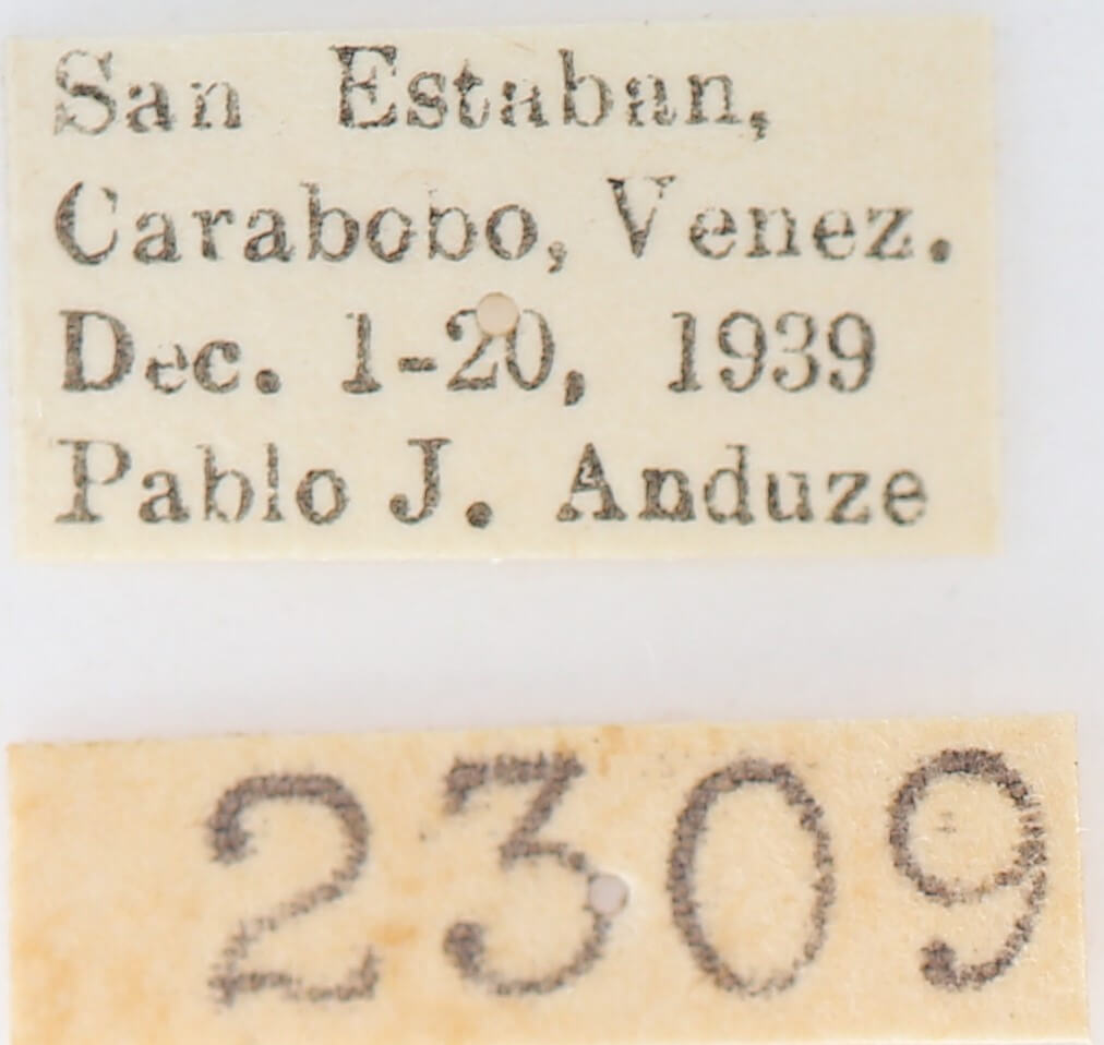 label view of adult Disphragis surinamensis