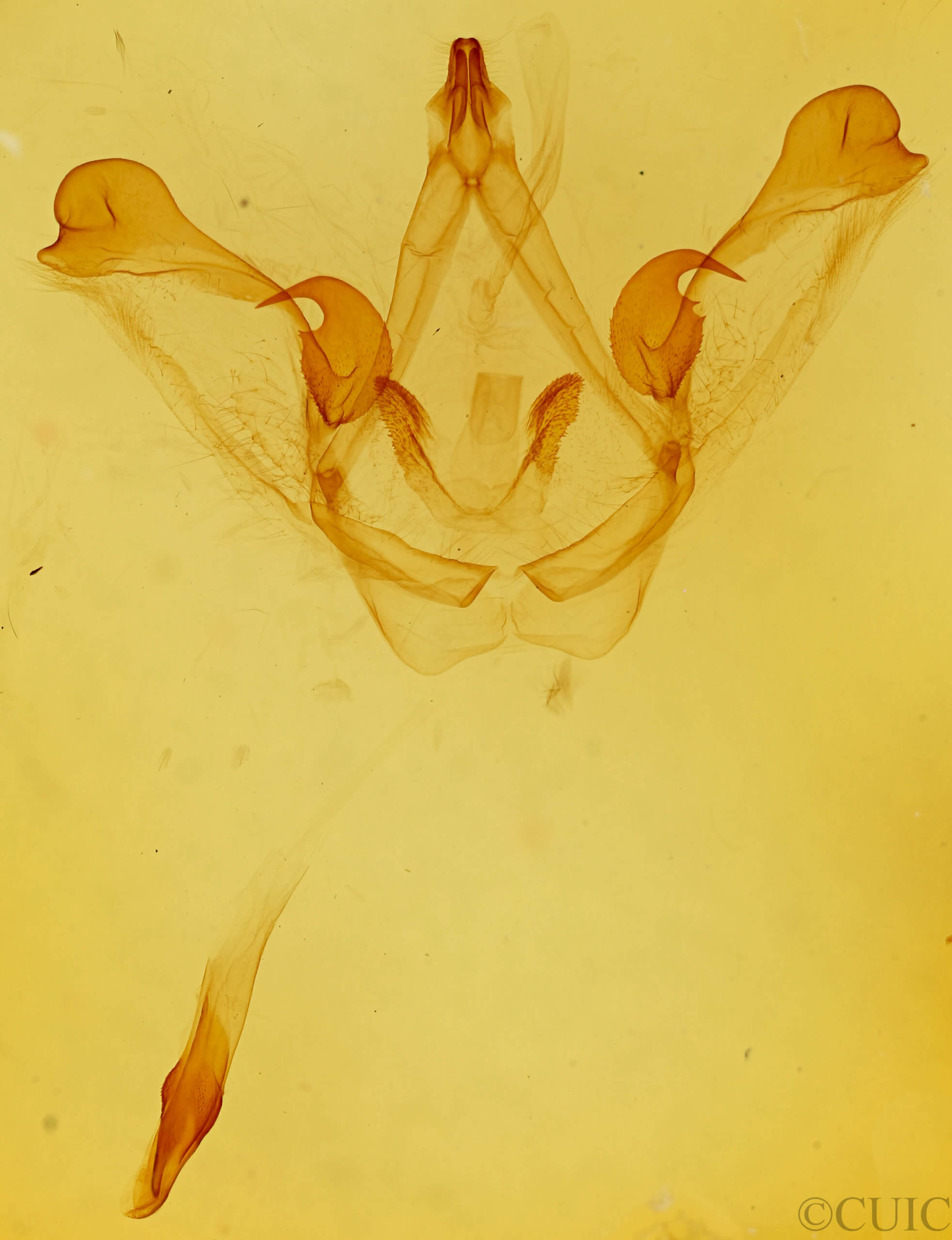 genitalia view of adult Disphragis surinamensis