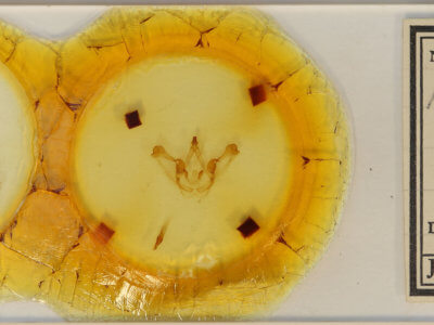 slide view of adult Disphragis surinamensis