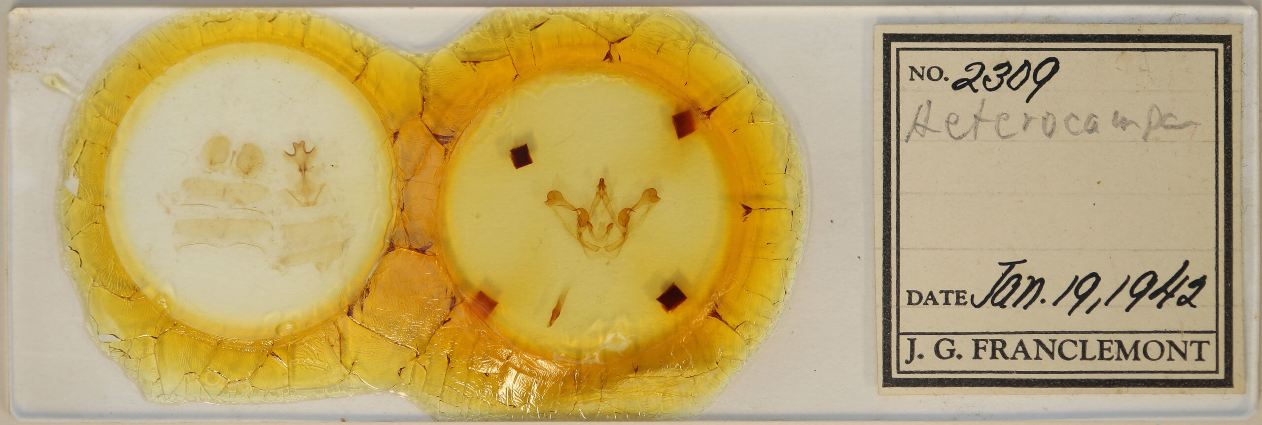 slide view of adult Disphragis surinamensis