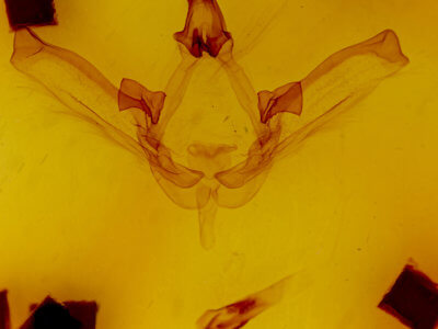 genitalia view of adult Disphragis clitiusa