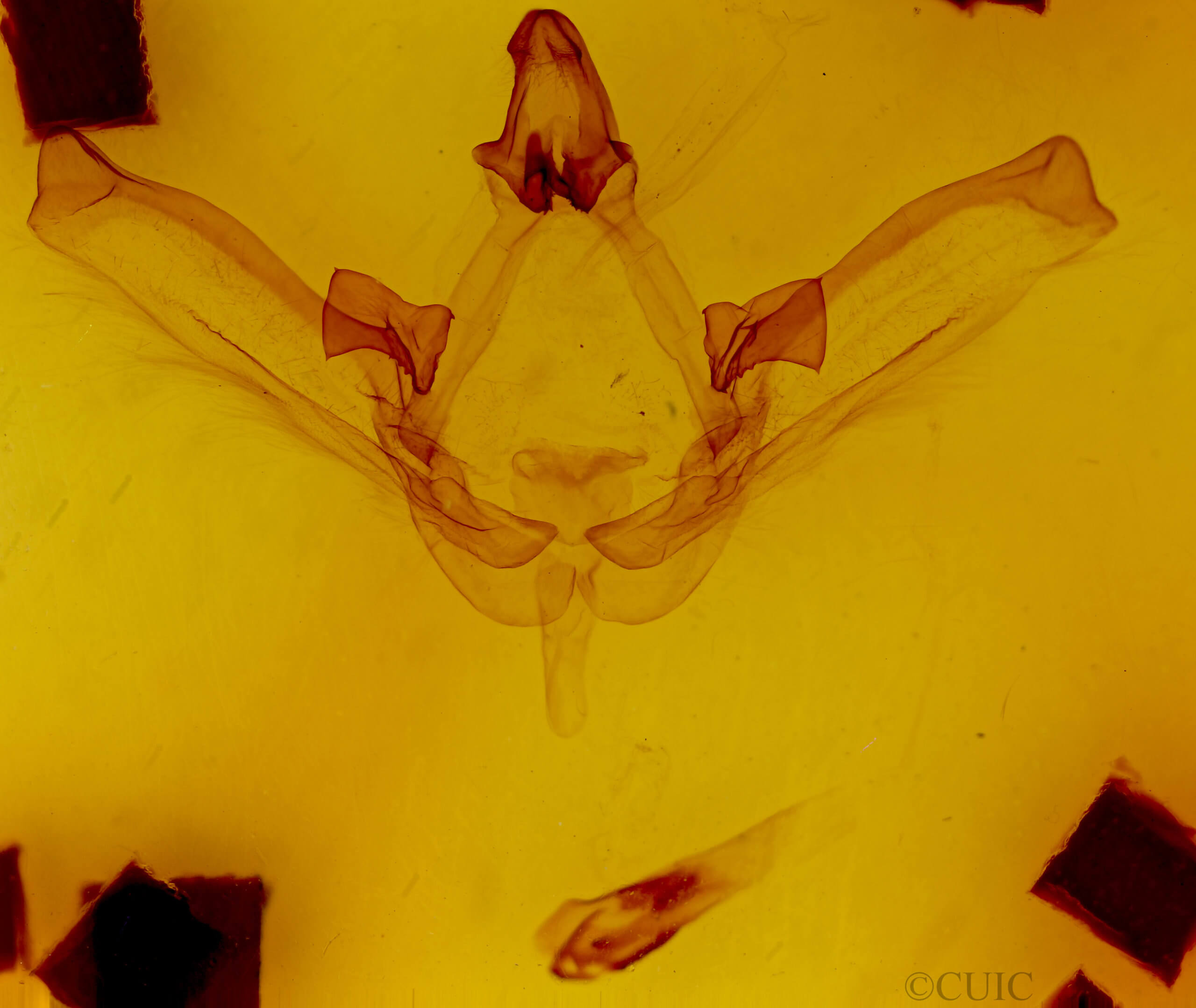 genitalia view of adult Disphragis clitiusa