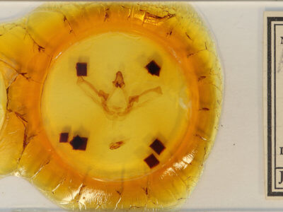 slide view of adult Disphragis clitiusa