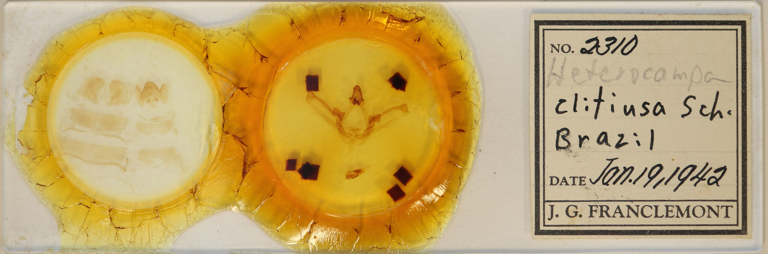 slide view of adult Disphragis clitiusa