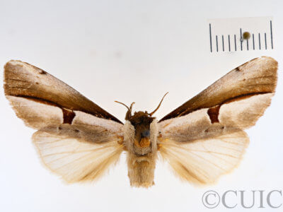 dorsal view of adult Paranerice hoenei