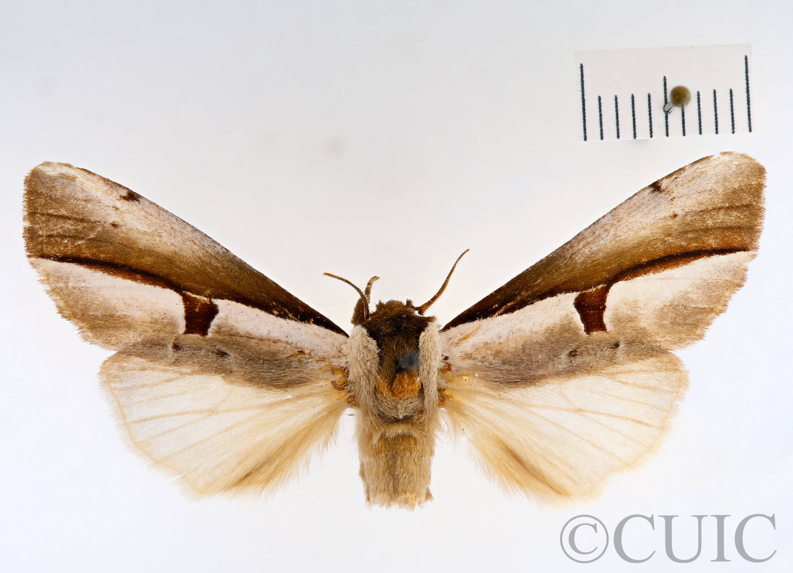 dorsal view of adult Paranerice hoenei