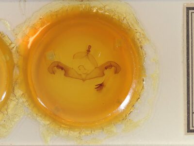 slide view of adult Paranerice hoenei