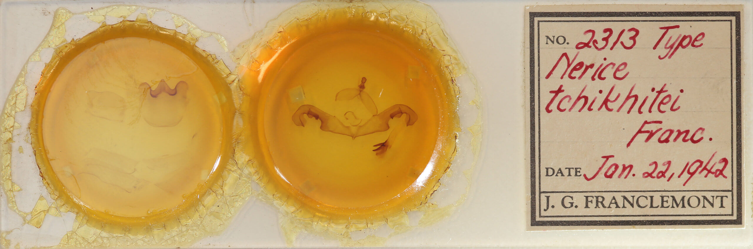 slide view of adult Paranerice hoenei