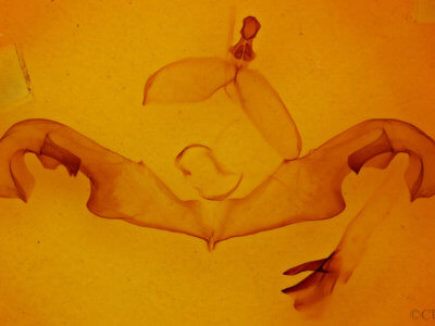 genitalia view of adult Paranerice hoenei