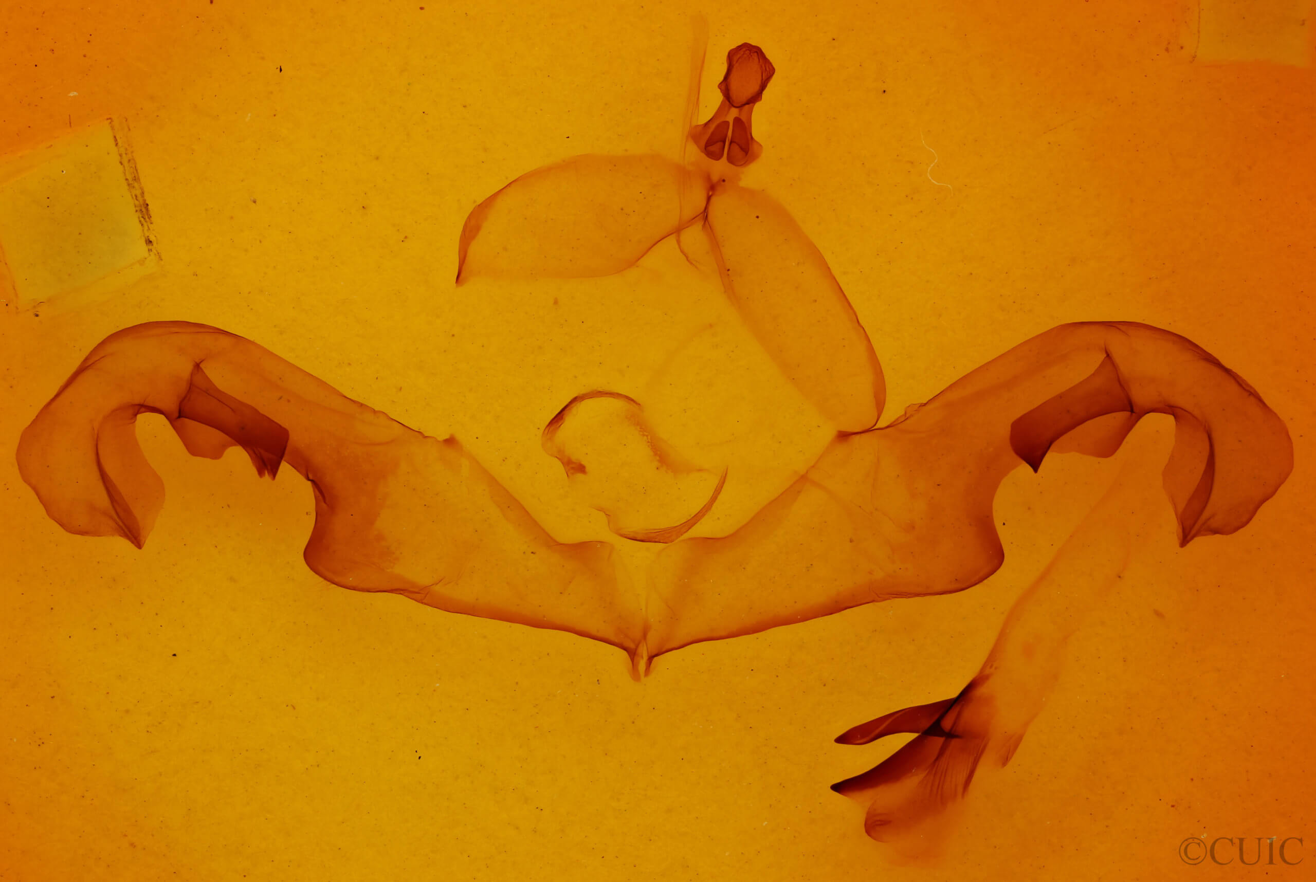 genitalia view of adult Paranerice hoenei