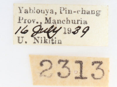 label view of adult Paranerice hoenei