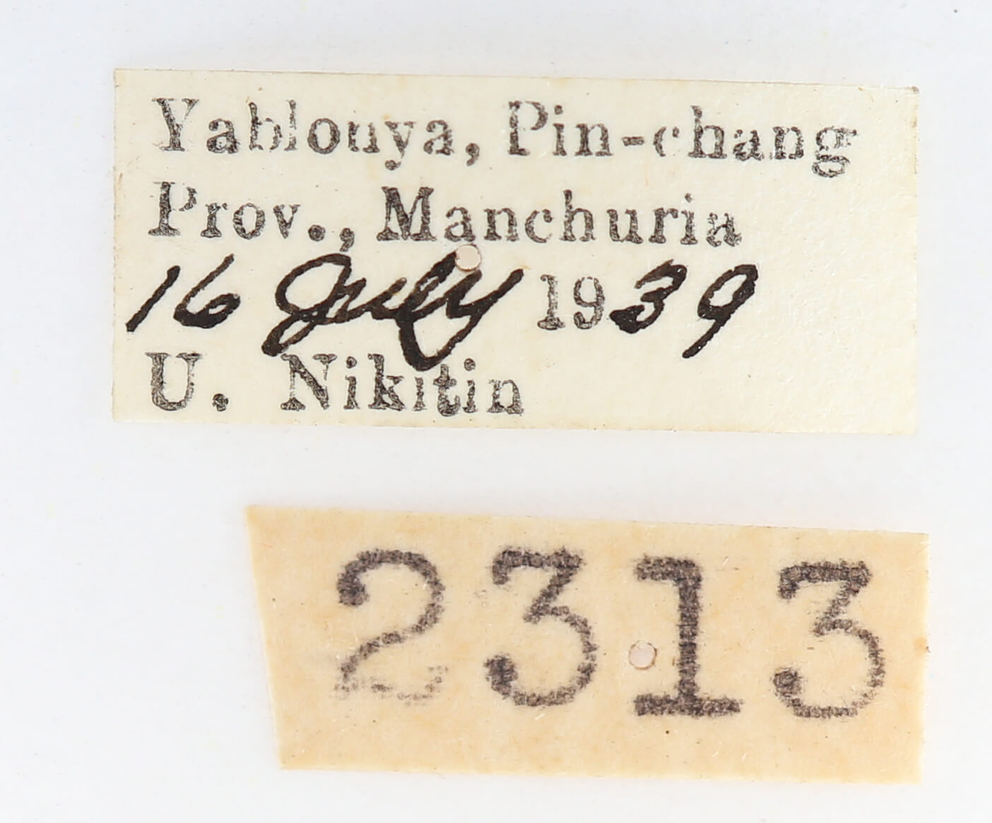 label view of adult Paranerice hoenei