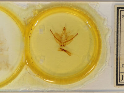 slide view of adult Hapigiodes