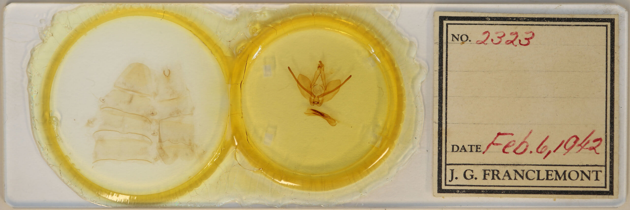 slide view of adult Hapigiodes