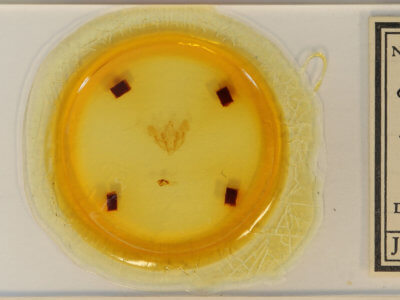 slide view of adult Oligia minuscula