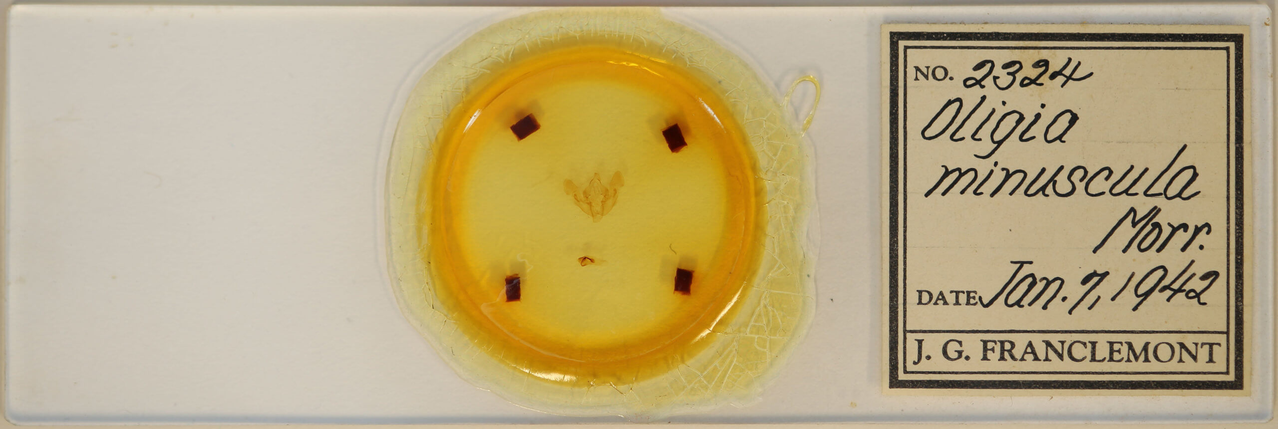 slide view of adult Oligia minuscula