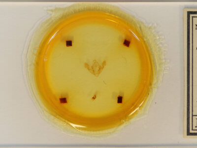 slide view of adult Oligia minuscula