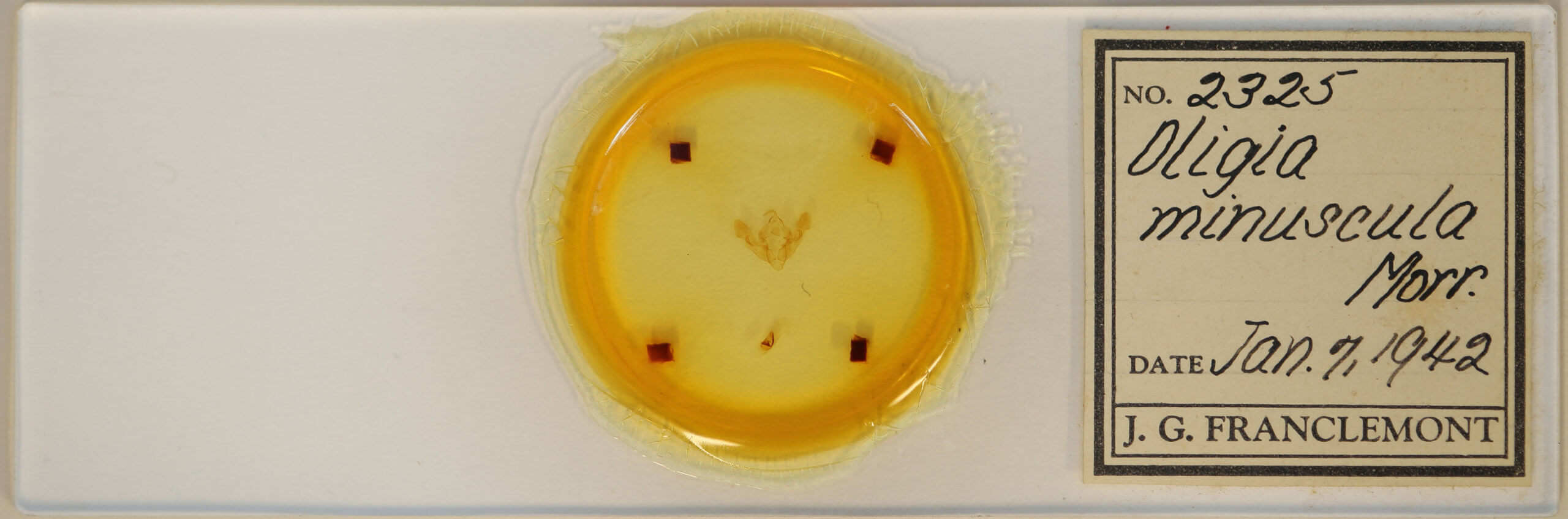 slide view of adult Oligia minuscula