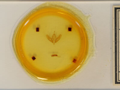 slide view of adult Acronicta haesitata