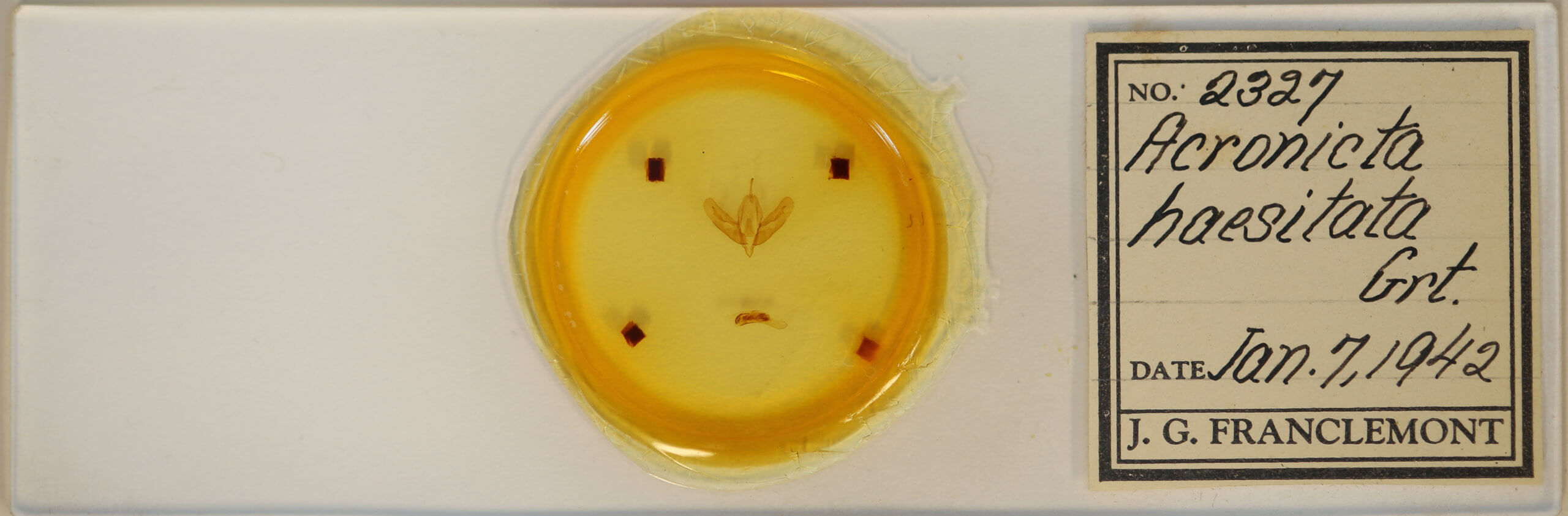 slide view of adult Acronicta haesitata