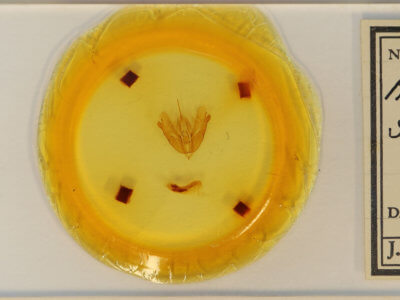 slide view of adult Acronicta subochrea