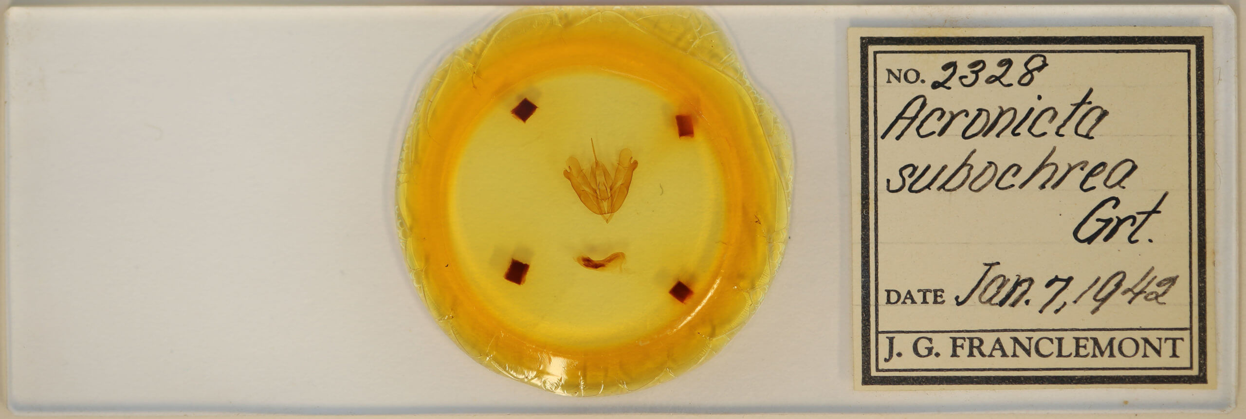 slide view of adult Acronicta subochrea