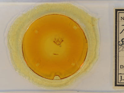 slide view of adult Tornos abjectarius